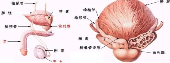 年轻人的前列腺肥大困扰